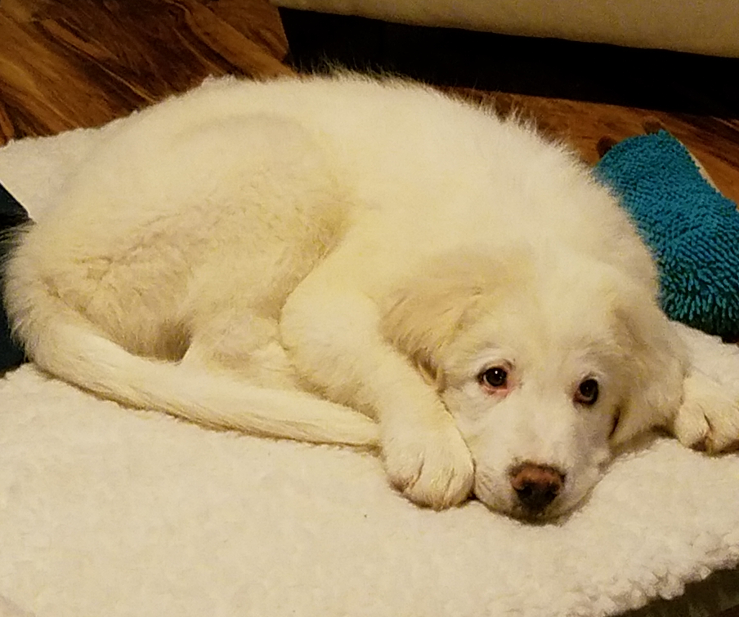 Leopold the Pyrenees